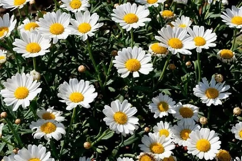بابونه