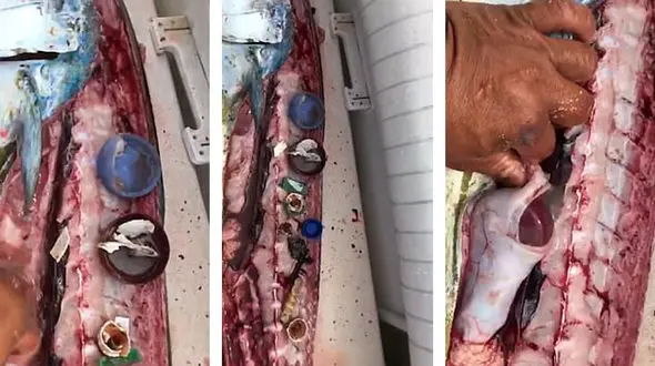 صحنه های دلخراش از ماهی هایی که پلاستیک خورده اند!+ فیلم