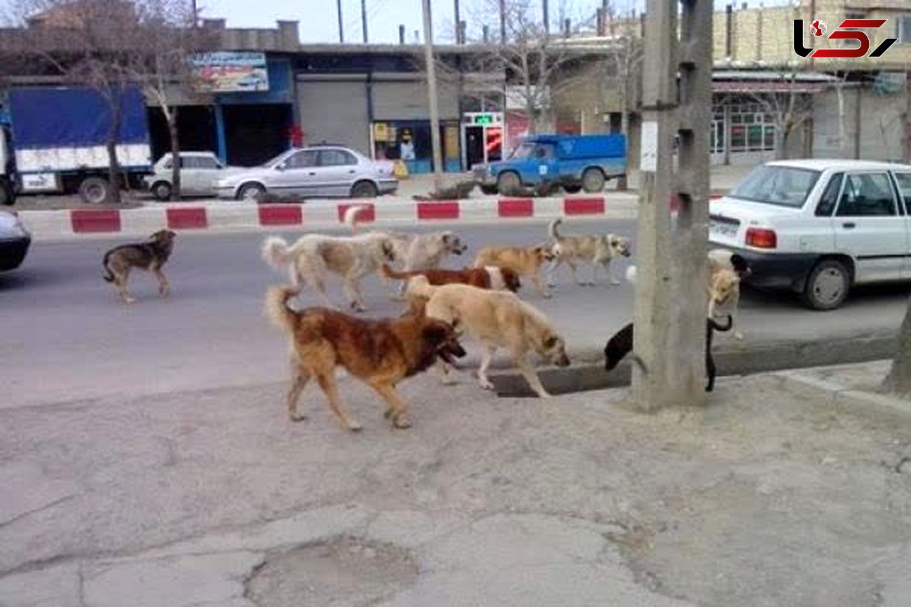 معاینه 96 مصدوم گازگرفتگی سگ در پزشکی قانونی استان اصفهان