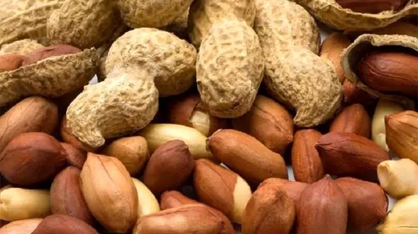 استحکام استخوان ها با این دانه روغنی مغذی