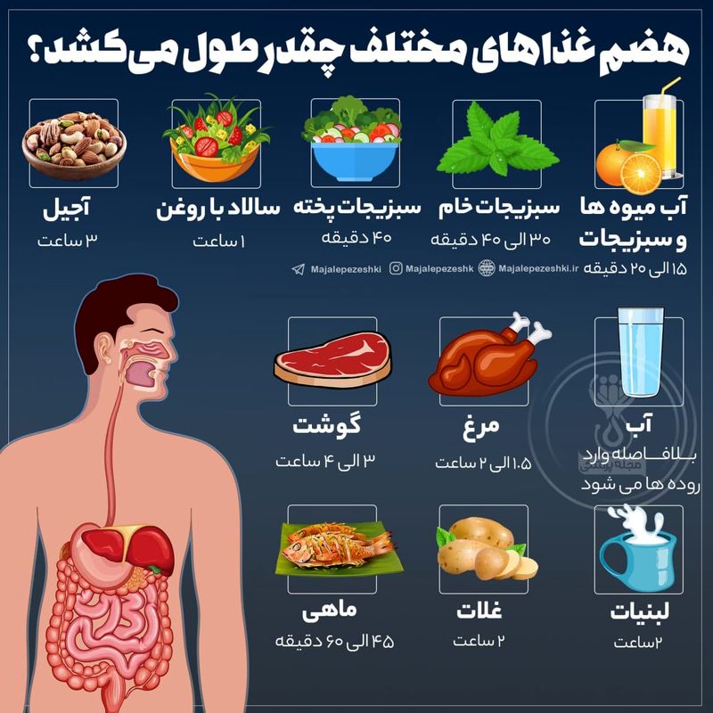 اینفوگرافی هضم غذاها