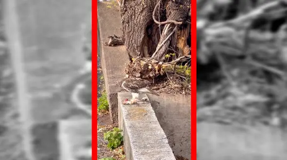 فیلم لحظه دلخراش شکار سنجاب توسط شاهین