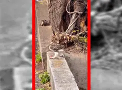 فیلم لحظه دلخراش شکار سنجاب توسط شاهین