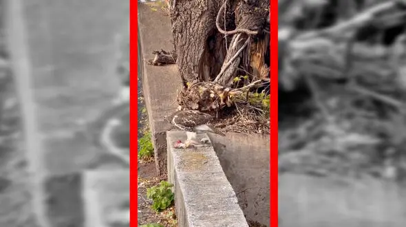 فیلم لحظه دلخراش شکار سنجاب توسط شاهین