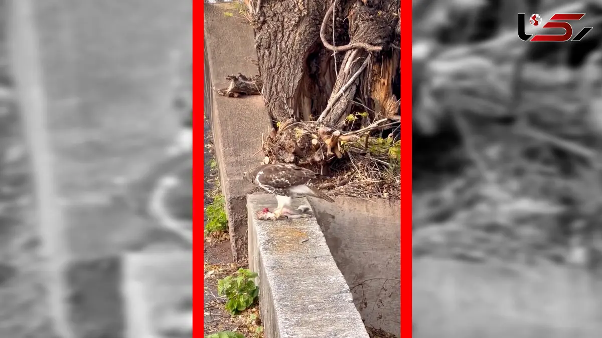 فیلم لحظه دلخراش شکار سنجاب توسط شاهین