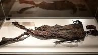 از «مومیایی» 2300 هزار ساله تا «تبر دستی» 50هزار ساله + عکس