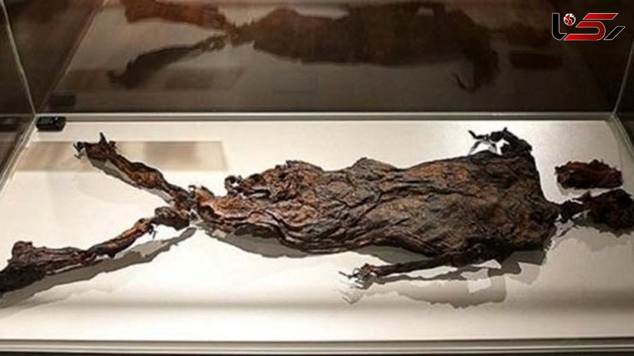 از «مومیایی» 2300 هزار ساله تا «تبر دستی» 50هزار ساله + عکس