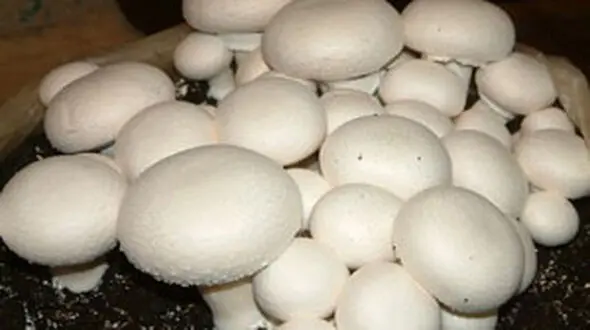 
مسمومیت 6 کودک بعد از خوردن قارچ های خودرو 