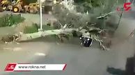 فیلم صحنه له شدن پیرزن موتورسوار زیر درخت بزرگ / او در دم جان داد
