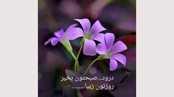 فال ابجد امروز / 4 شهریور ماه + فیلم