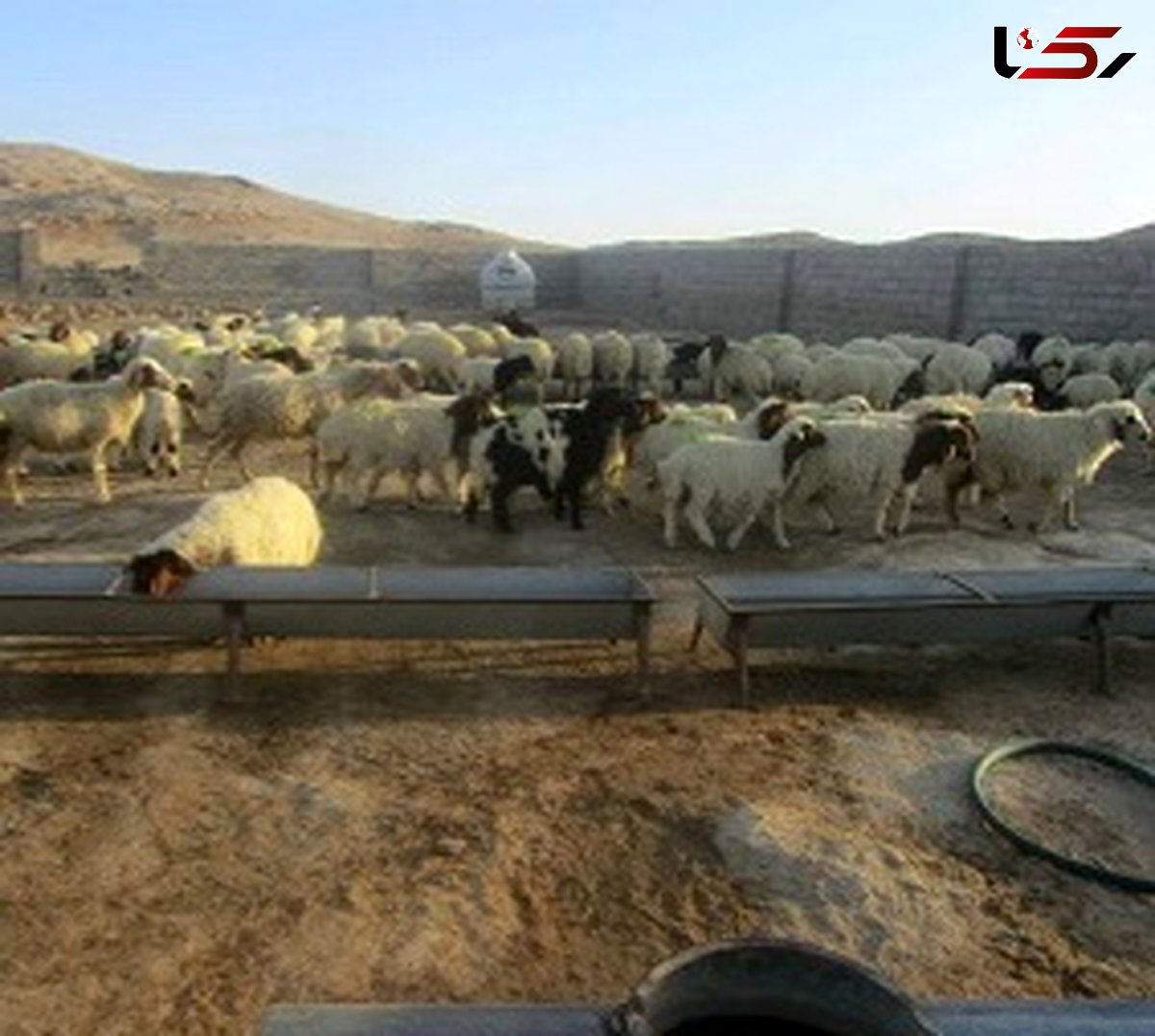 کشف ۱۹۷ راس احشام قاچاق در حوزه استحفاظی هنگ مرزی دهلران