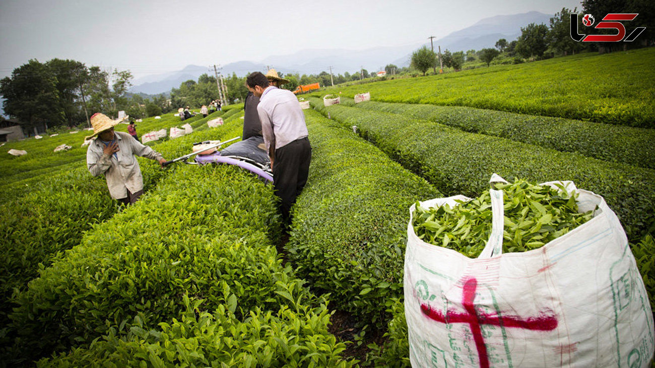  کاهش بی‌سابقه تولید و صادرات چای ایرانی 