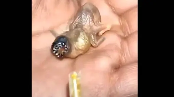 موجود عجیب الخلقه ای که ویدئویش جهانی شد! + فیلم و عکس