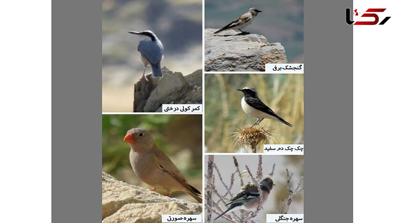 کشف محموله غیر مجاز پرندگان در سیستان و بلوچستان
