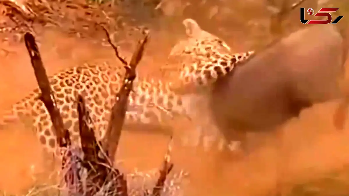 فیلم کمین پلنگ برای شکار گراز