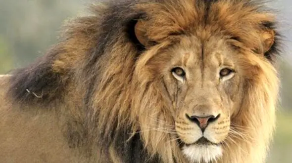 شیر خانگی پشت یک خودروی لوکس روباز 