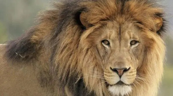 شیر خانگی پشت یک خودروی لوکس روباز 