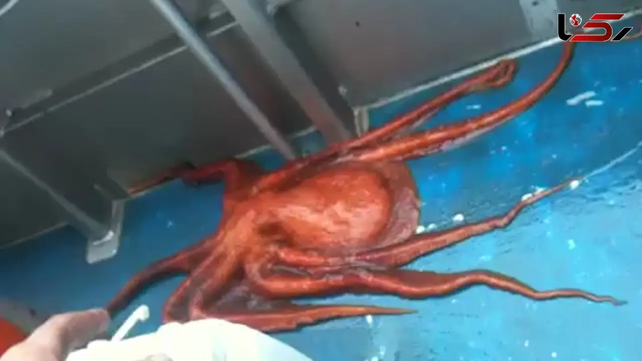 هشت پا هودینی با ویژگی اش شما را حیرت زده می کند +فیلم