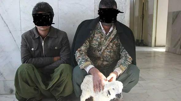 کشف مواد مخدر از معده سه راس گوسفند در زابل 