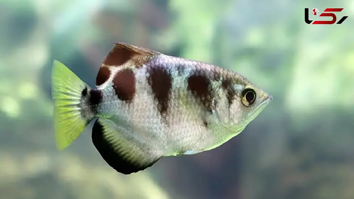 ماهی با قابلیت شناسایی چهره انسان