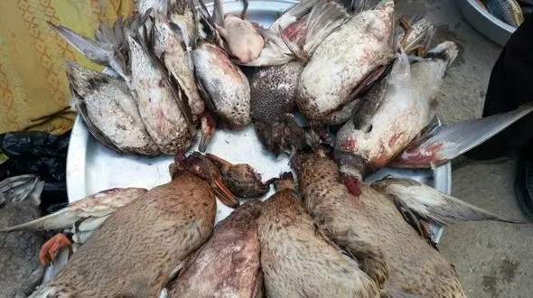 فیلم پرندگان سر بریده  متعلق به عراق است نه دشت آزادگان