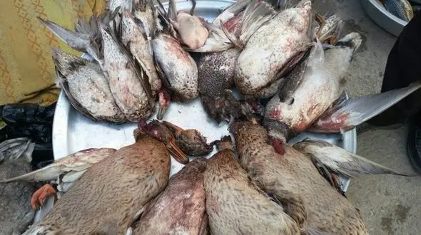 فیلم پرندگان سر بریده  متعلق به عراق است نه دشت آزادگان