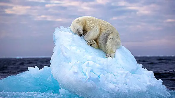 عکس‌ عکاس ایرانی جزو برگزیدگان جایزه بهترین عکاس حیات‌وحش سال