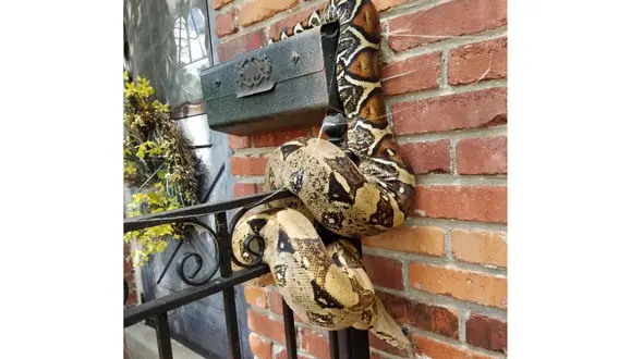 وحشت از وجود یک مار در خانه! +عکس