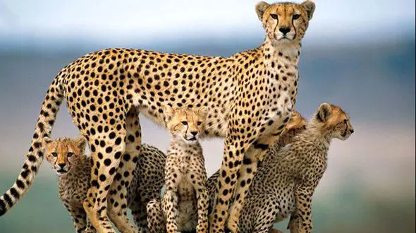 10 حیوانی که در معرض انقراض هستند+فیلم