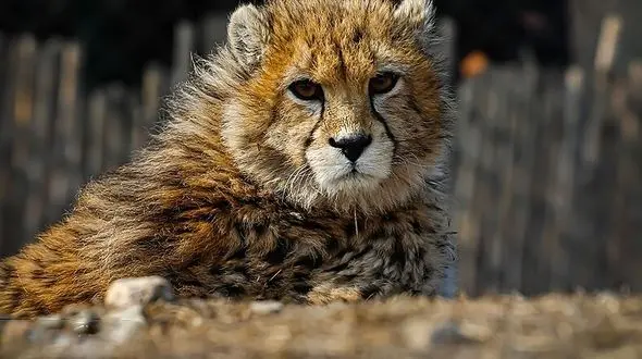 امروز روز جهانی "پیروز" رفته است! / جهان تماشاگر تلاش یوزها برای عبور از گلوگاه ژنتیکی فعلی 