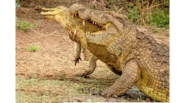 فیلم حال به هم زن / تمساح تمساح می خورد ! / شوکه می شوید