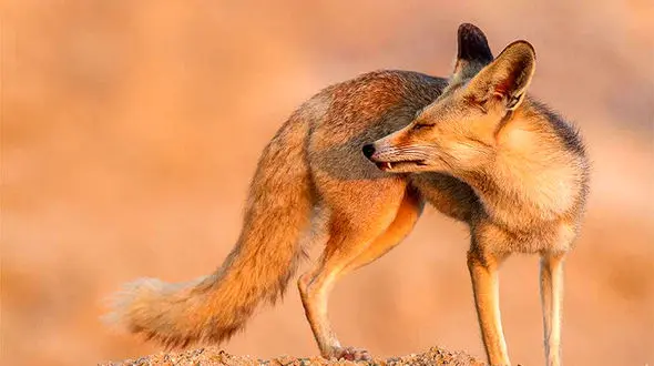 قاچاق روباه شنی ایرانی برای بازسازی محیط زیست عرب + عکس