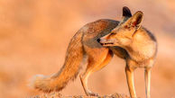 قاچاق روباه شنی ایرانی برای بازسازی محیط زیست عرب + عکس