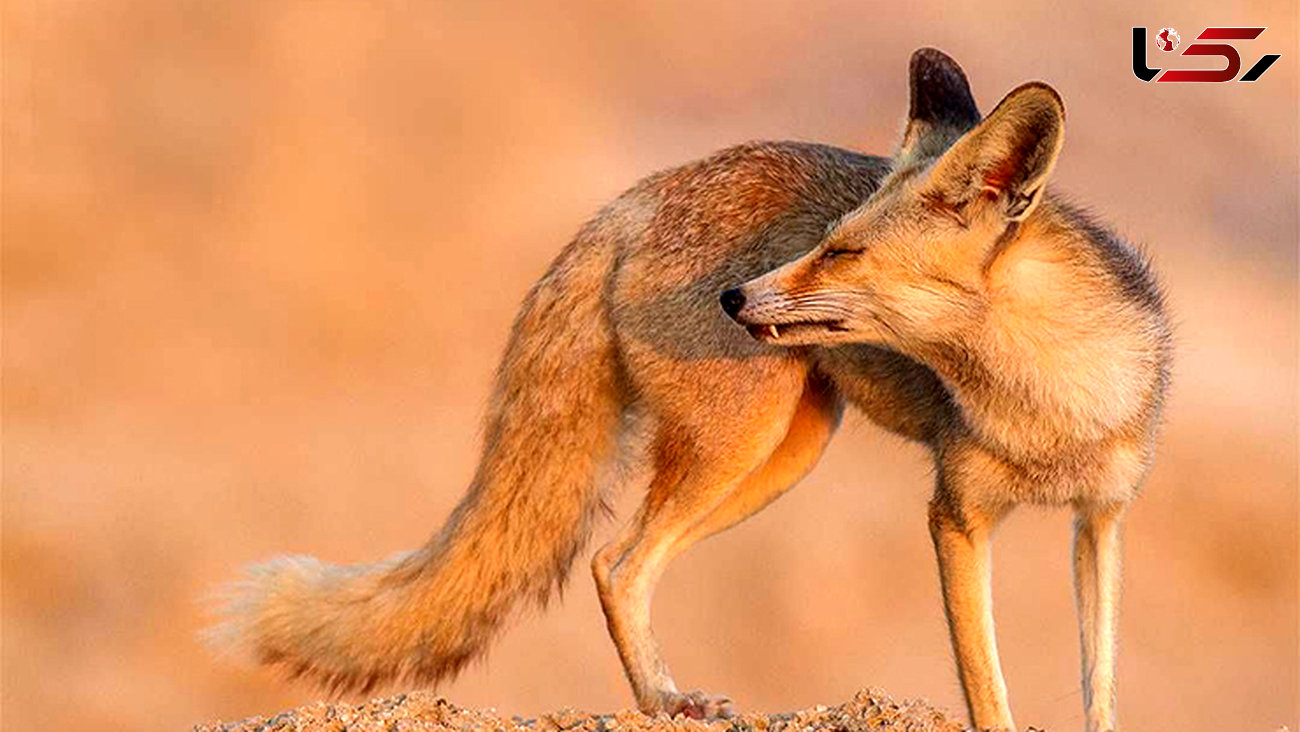 قاچاق روباه شنی ایرانی برای بازسازی محیط زیست عرب + عکس