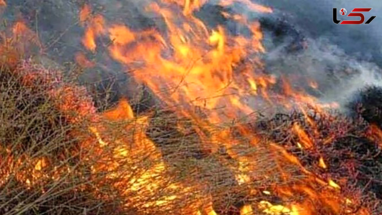 آتش سوزی جنگل های بلوط خوزستان زیر سر 2 طایفه کینه جو بود