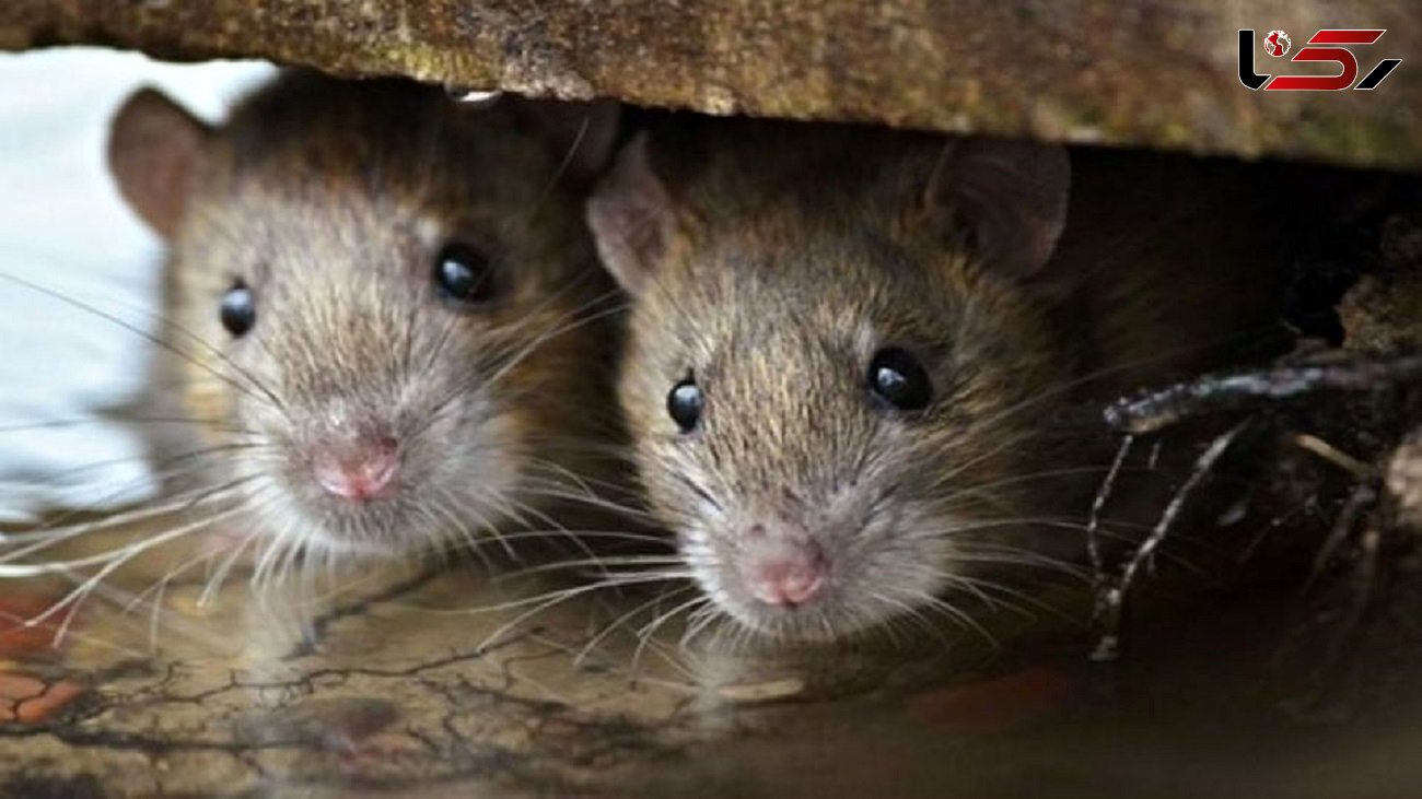 حضور موش های ترانزیتی در پایتخت / ۵۰ هزار کلونی موش در تهران شناسایی شده است
