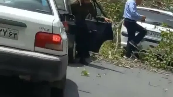 وزش باد یک شیرازی را کشت + فیلم شکستن درخت عظیم الجثه