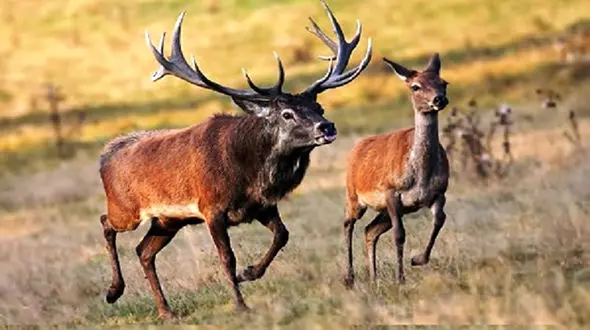 عکس گوزن مینیاتوری در جنگل های شمال کشور