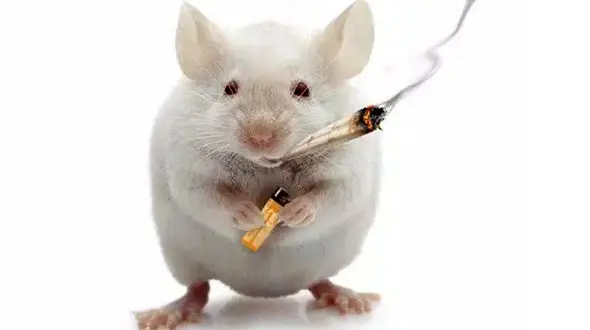 باورنکردنی / موش ها نیم تن ماری‌جوانا را خوردند