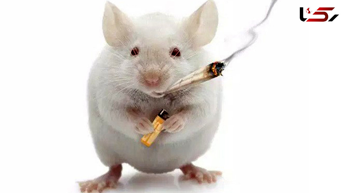 باورنکردنی / موش ها نیم تن ماری‌جوانا را خوردند