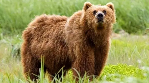 ببینید /  گیرکردن سرخرس داخل قوطی فلزی+ فیلم 