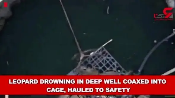 نجات پلنگ در حال غرق شدن از داخل یک چاه + تصویر