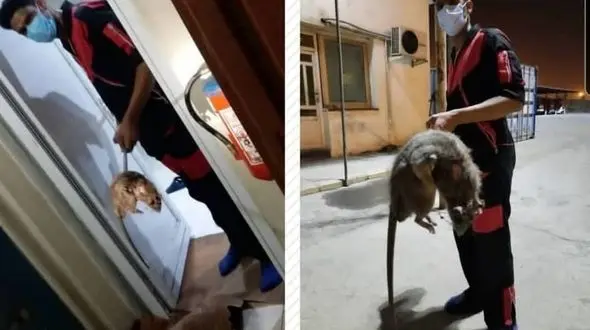 2 عکس متفاوت از موش عظیم الجثه در بندرعباس ! / کدام واقعیت دارد؟!