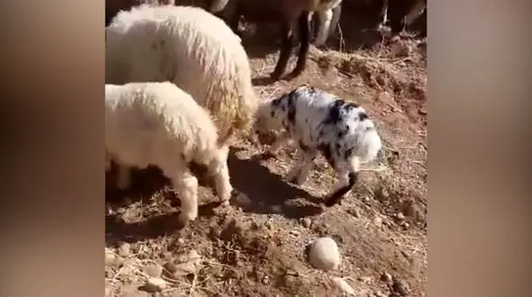 تولد سوگولی با 6 دست و پا در لرستان + فیلم