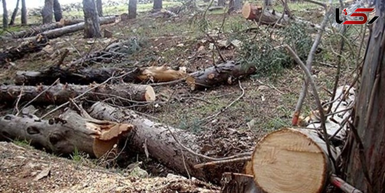 برخورد قانونی با افراد مقصر در موضوع قطع درختان تبریز می‌شود/ اقامه دعوی در مراجع قضایی