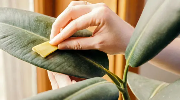 روش های تمیز کردن برگ گیاهان خانگی