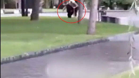 فیلم فرار شامپازه از باغ وحش / زن جوان او را فریب داد و به قفس بازگرداند