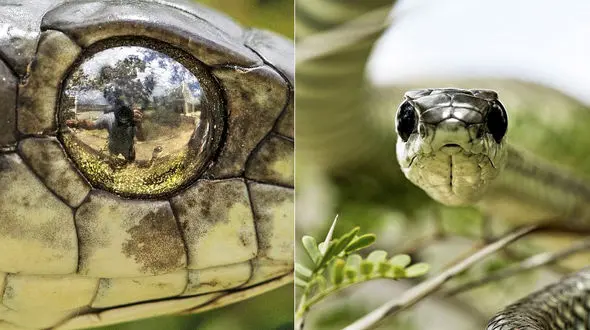 خطرناک ترین سلفی جهان با یک مار سمی در طبیعت وحشی! + عکس 