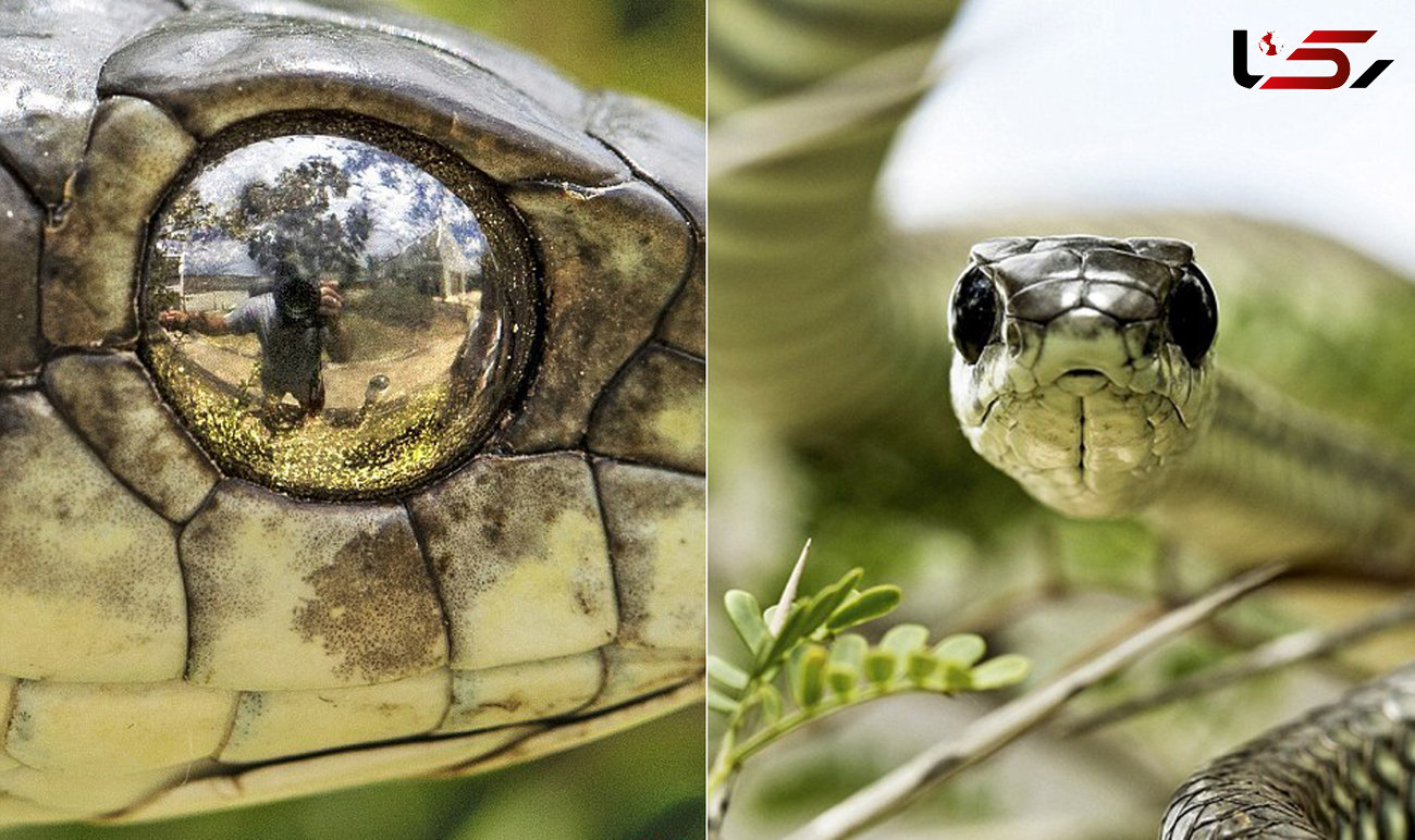 خطرناک ترین سلفی جهان با یک مار سمی در طبیعت وحشی! + عکس 