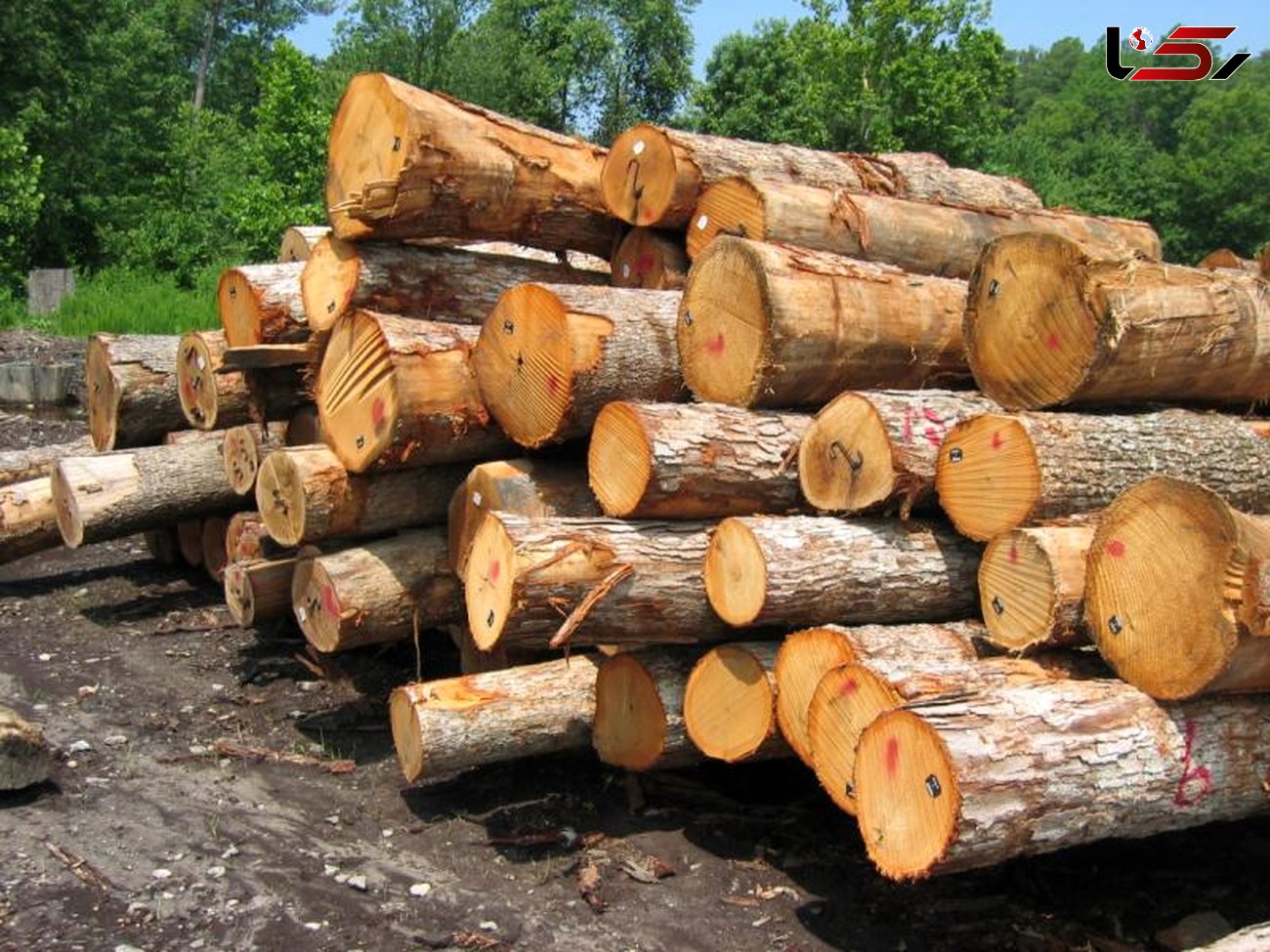توقیف ۲ دستگاه تریلر کشنده حامل ۵۰ تن چوب در جنوب کرمان / ۴ متهم دستگیر شدند 